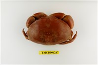 藏品(隆背瓢蟹)的圖片